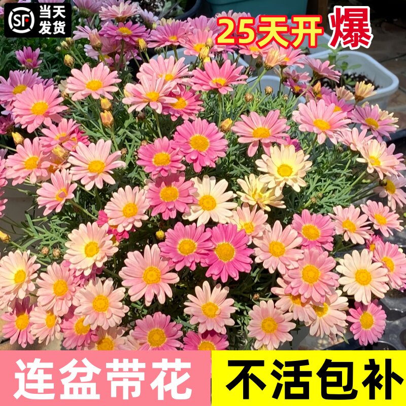 四季开花的懒人花卉玛格丽特图片
