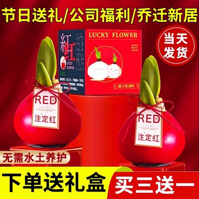 朱顶红蜡球精品重瓣种球