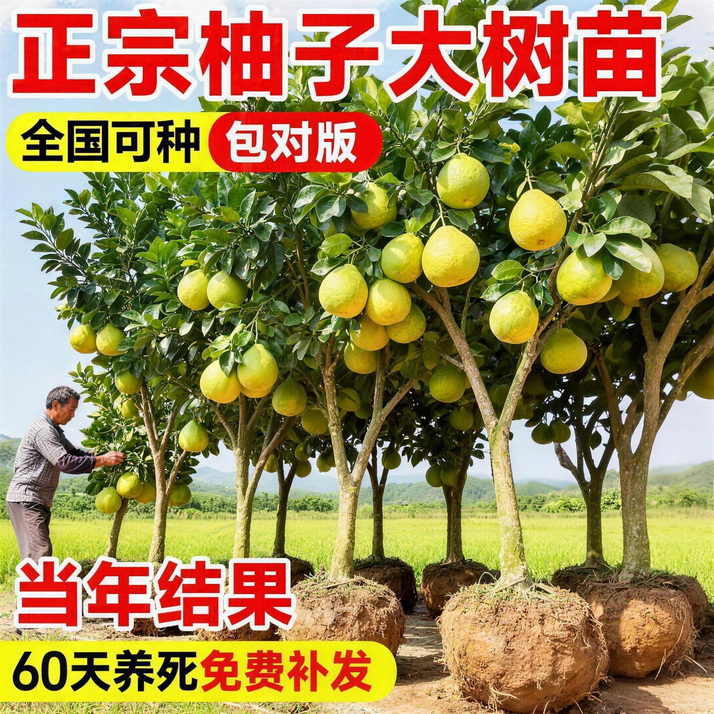 广西大沙田柚红心蜜柚高产苗图片