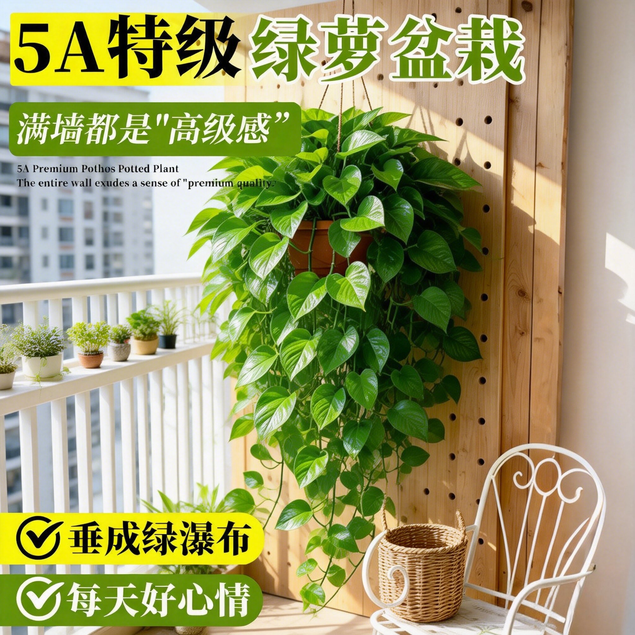 特级绿萝盆栽室内植株吸甲醛长藤办公室水培植物桌面绿植好养易活
