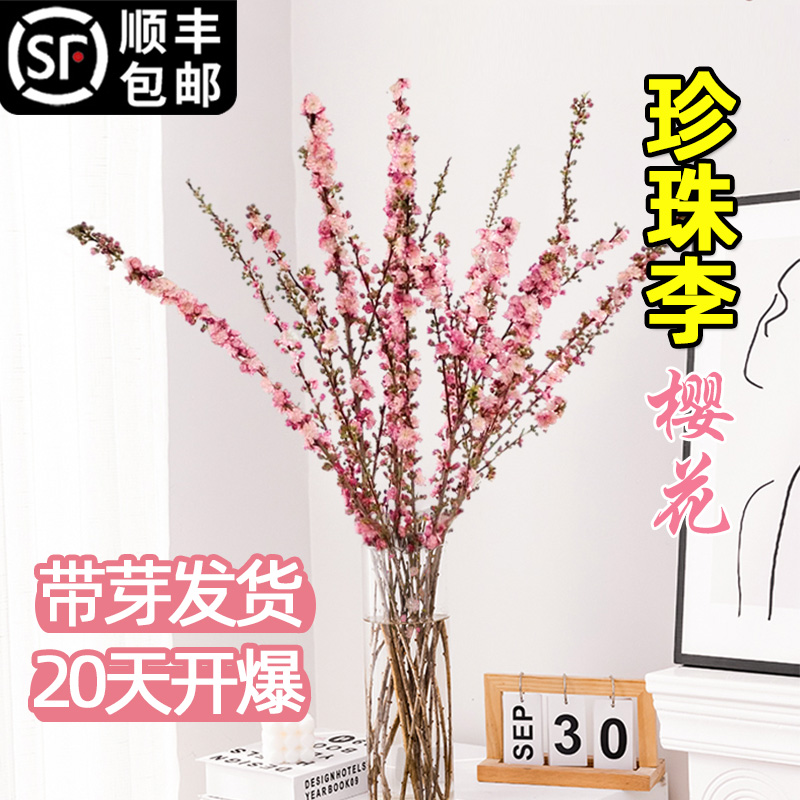 珍珠李樱花水培植物水养绿植盆栽