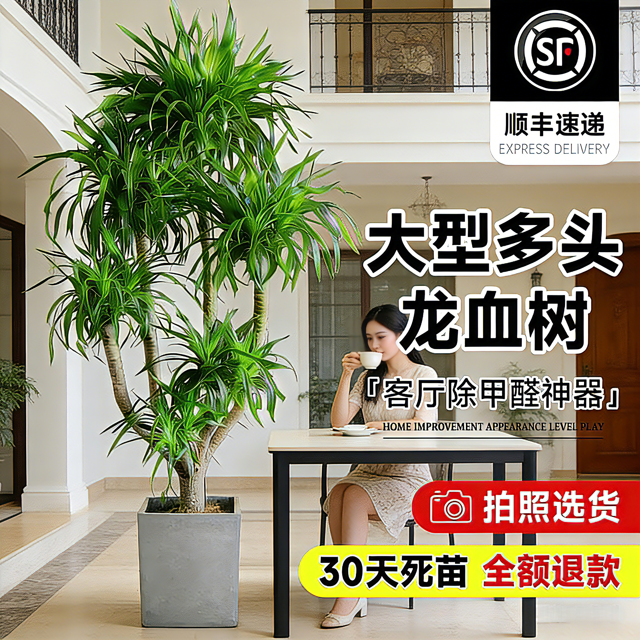 客厅旺宅多头龙须树落地盆栽