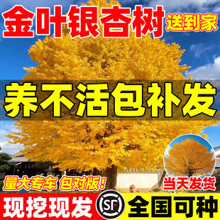 银杏树大树庭院地栽盆栽早金绿叶白果特大树南北方种植四季风景树