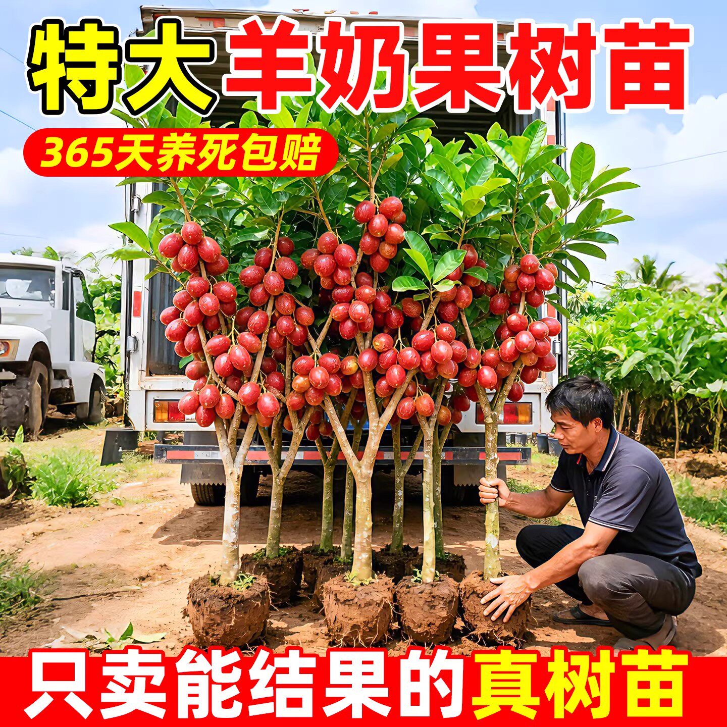 羊奶果苗当年结果德甜二号胡颓子正宗嫁接果树果苗云南特大号超甜