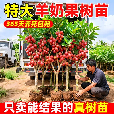 云南德甜二号羊奶果苗当年结果