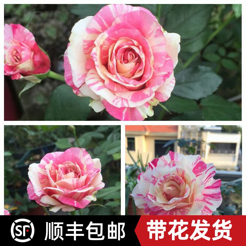 稀有月季新品 草莓奶昔月季花苗条纹灌木丰勤花盆栽阳台四季花