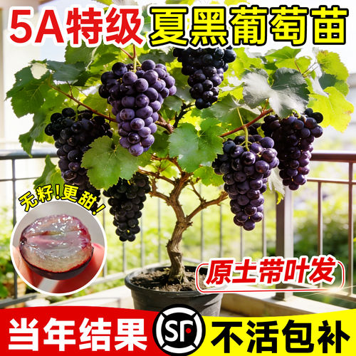 夏黑葡萄苗果树苗巨峰葡萄蓝宝石阳光玫瑰带土发货南北方种植果树