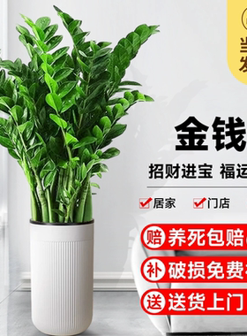 新中式国学摆件招财旺宅金钱树