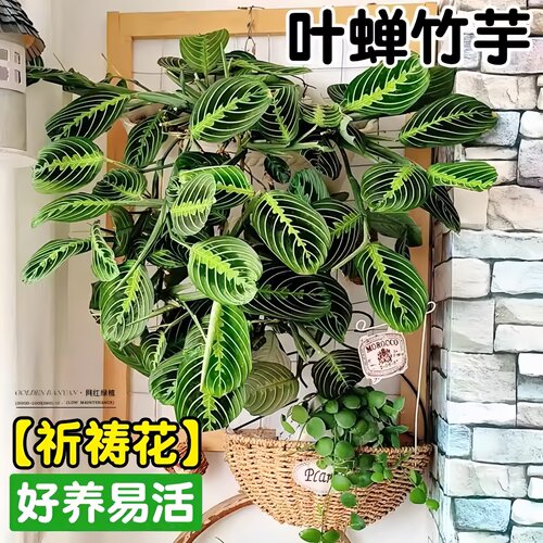 叶蝉竹芋耐阴室内垂吊好养盆栽