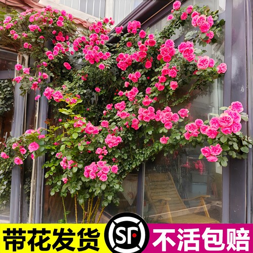 1.8-2米特大藤本月季爬藤