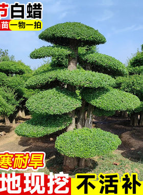 对节白蜡造型盆景四季耐寒庭院