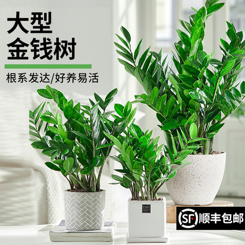 金钱树盆栽摇钱树大钱串子
