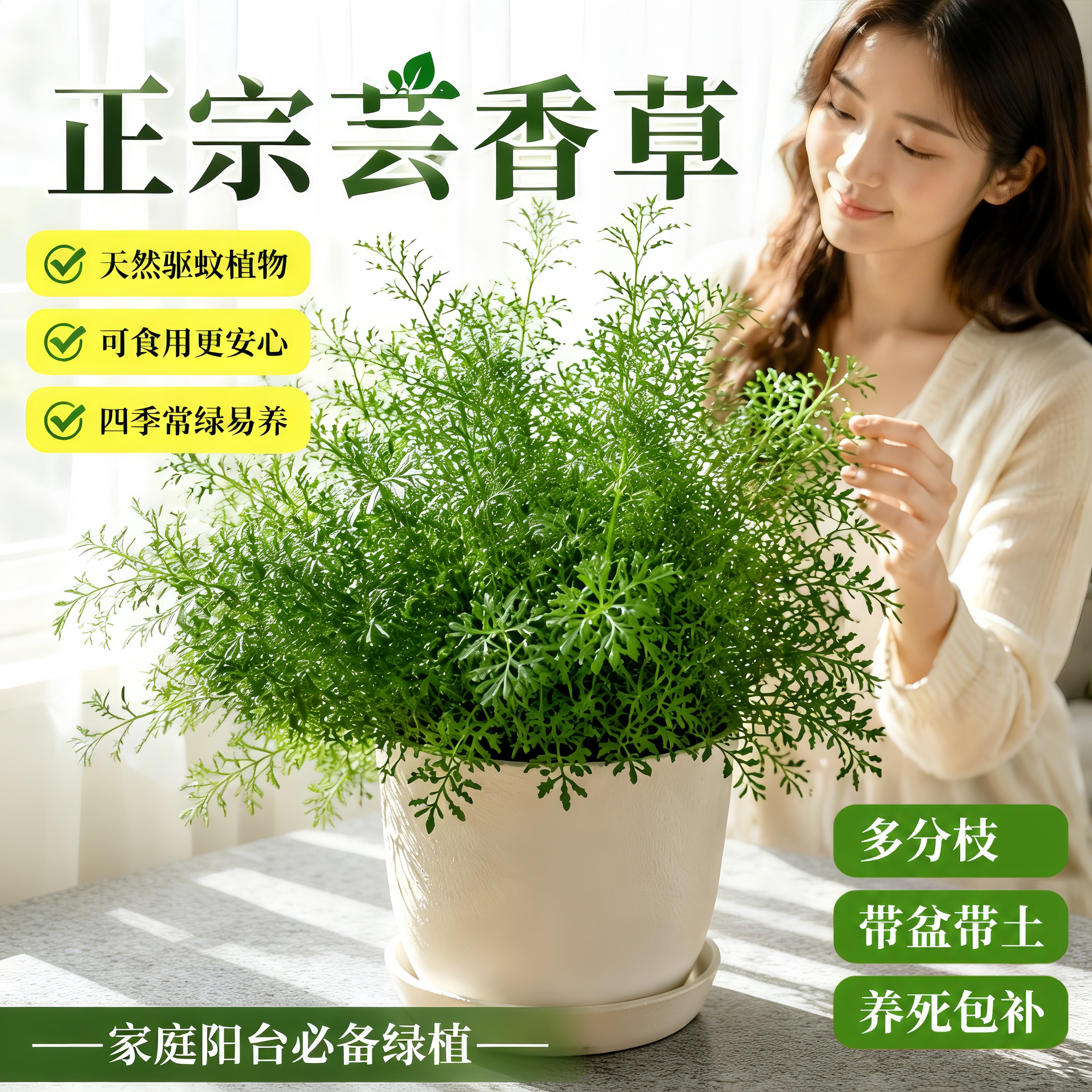 芸香草臭草盆栽可食用香草绿植室内阳台桌面植物驱蚊迷迭香花卉