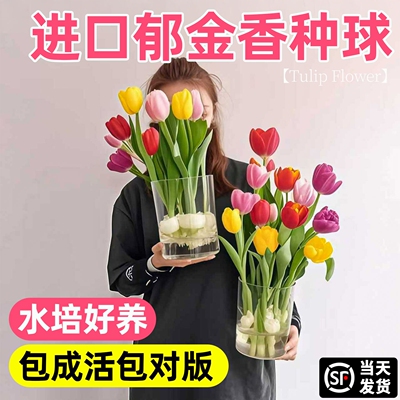 进口郁金香种球5度球易养水培