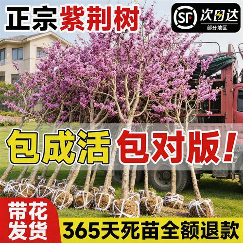 带花发货紫荆花树苗耐寒庭院绿化