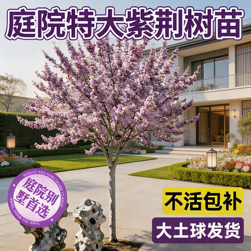 庭院特大耐寒四季紫荆树苗