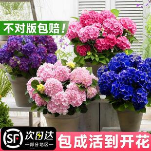 绣球花苗无尽夏盆栽带花特大老桩室内阳台庭院四季开花卉绿植植物