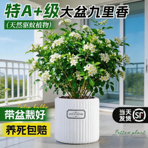大盆九里香老桩浓香室内好养