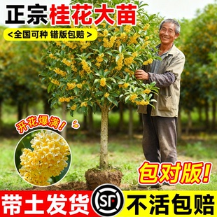 四季桂花树苗金桂庭院浓香原生地栽室内外盆栽八月丹桂花卉绿植物