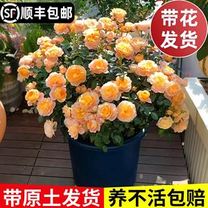 果汁阳台月季花苗带花盆栽四季开