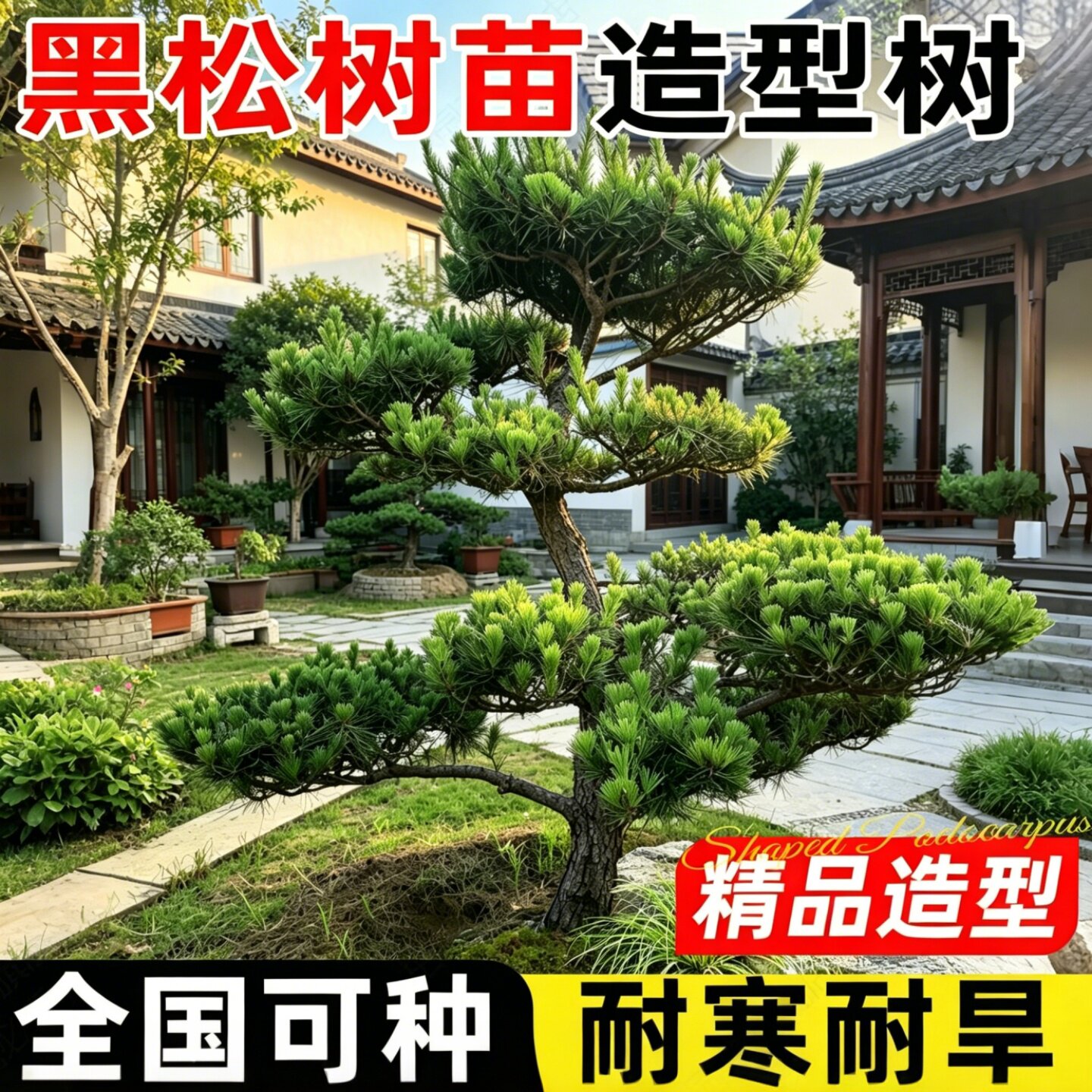黑松树苗造型树庭院别墅室外高端大型观赏树苗黄杨罗汉松四季常青