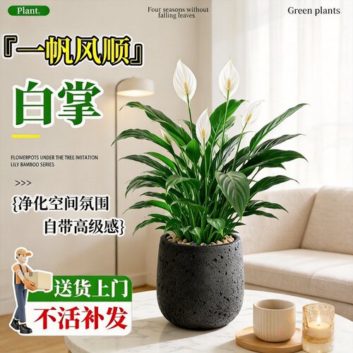 特大号白掌一帆风顺水培易养