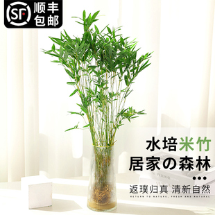 米竹水培植物盆栽带根竹子水养凤尾竹南天竹四季好养桌面绿植花卉
