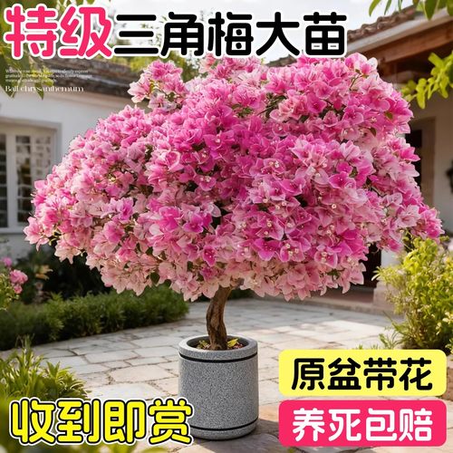 三角梅花树苗盆栽带老桩大