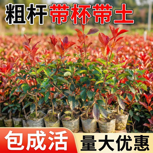 红叶石楠树苗四季常青庭院绿化
