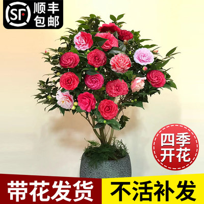 山茶花盆栽花开易活浓香花卉