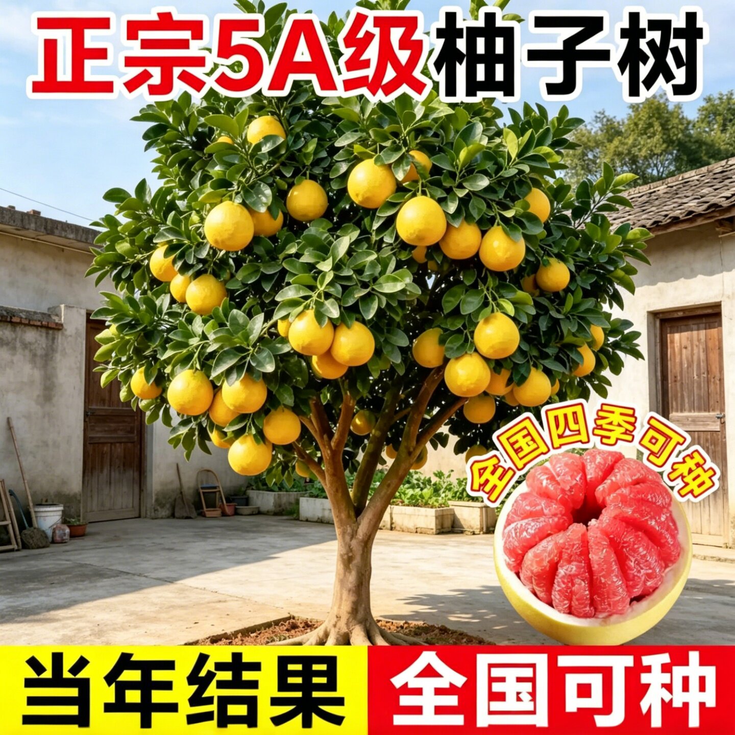 正宗红心蜜柚嫁接果苗南方庭院图片