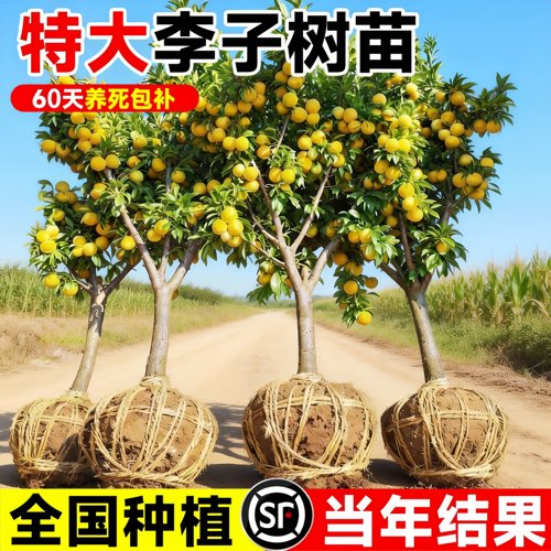 特大李子树苗嫁接当年结果