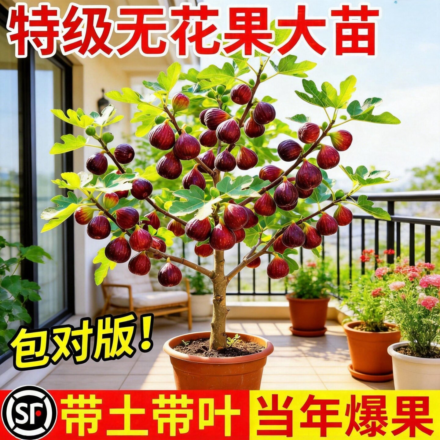 格莱斯特无花果盆栽当年果图片
