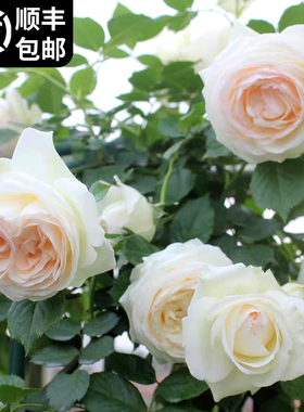 藤本月季盆栽白色龙沙宝石阳台室内栅栏爬藤蔷薇玫瑰花卉爬墙植物