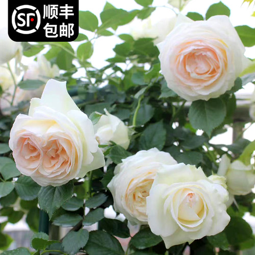 藤本月季盆栽白色龙沙宝石