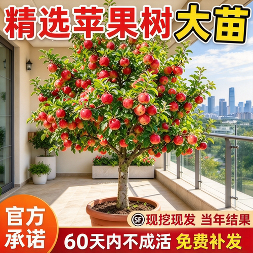 红富士冰糖心苹果树苗当年结果