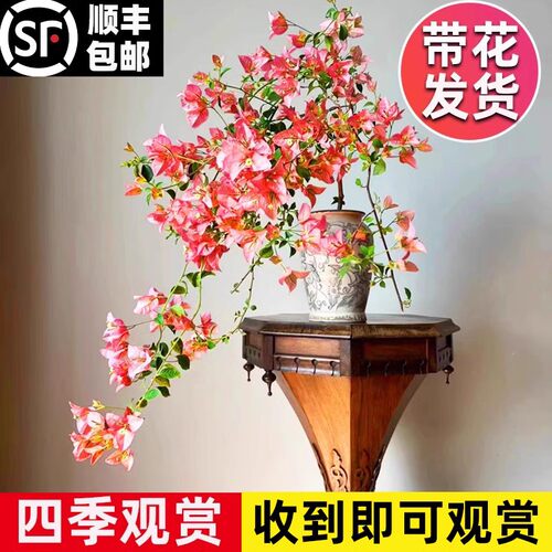 三角梅爬藤四季开花植物阳台盆栽