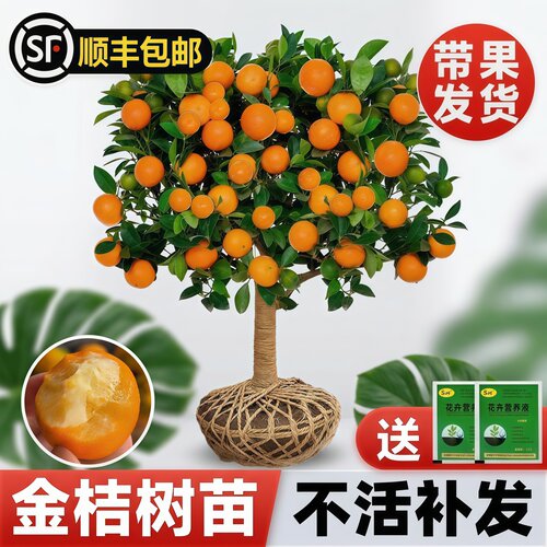 脆蜜金桔树苗带果特大号庭院地栽