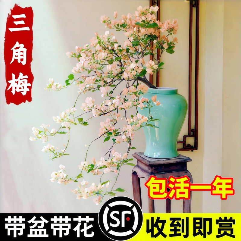 马斯三角梅盆栽带花重瓣