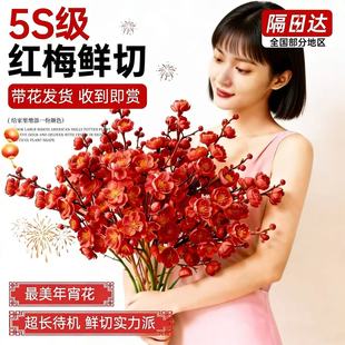 红梅干真花枝水培鲜枝室内腊梅花鲜花家用插花鲜切花花卉绿植植物