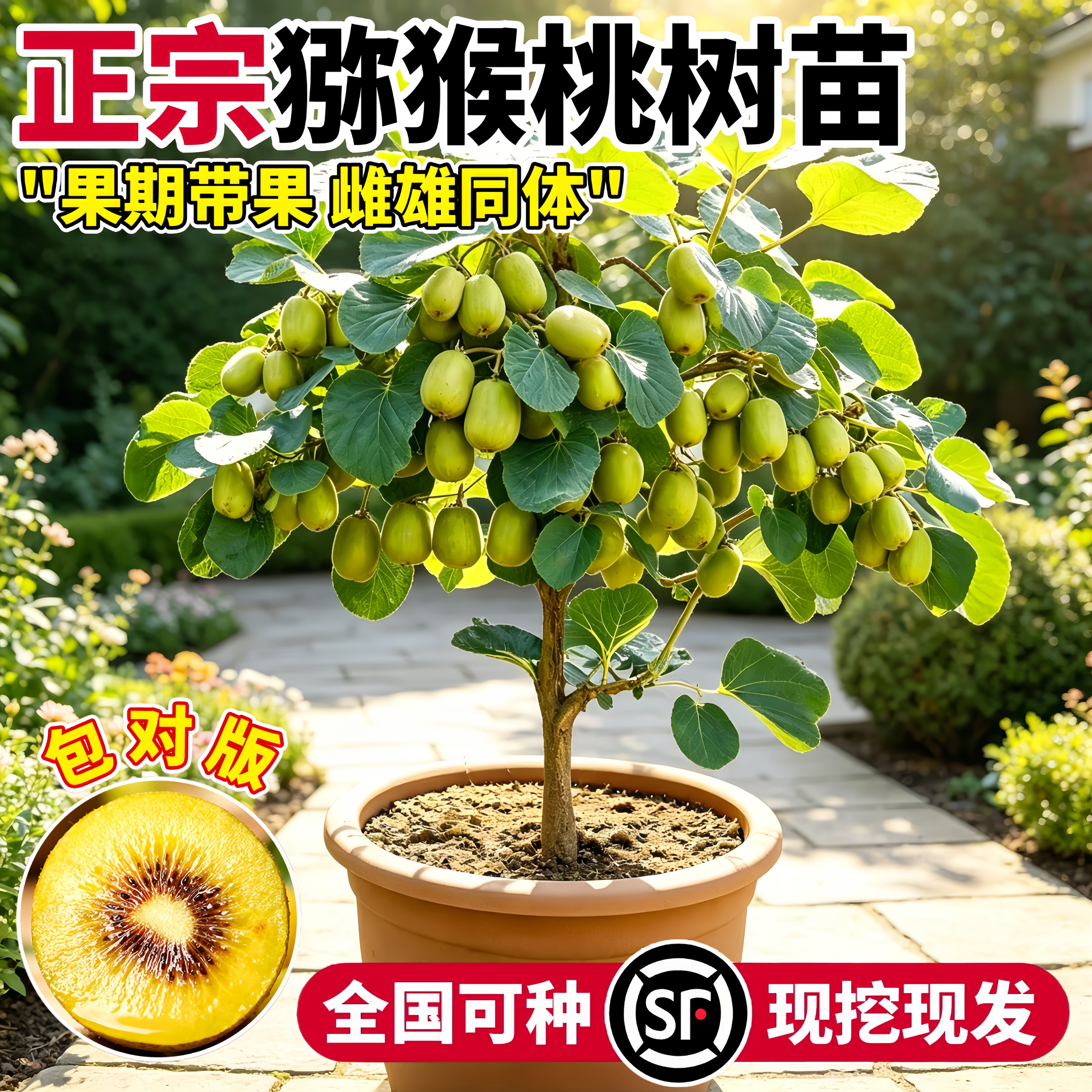 红心徐香猕猴桃树苗当年结果嫁接图片
