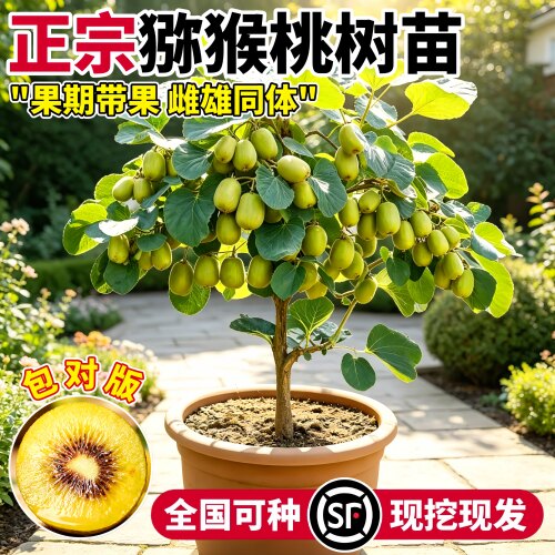 红心徐香猕猴桃树苗当年结果嫁接