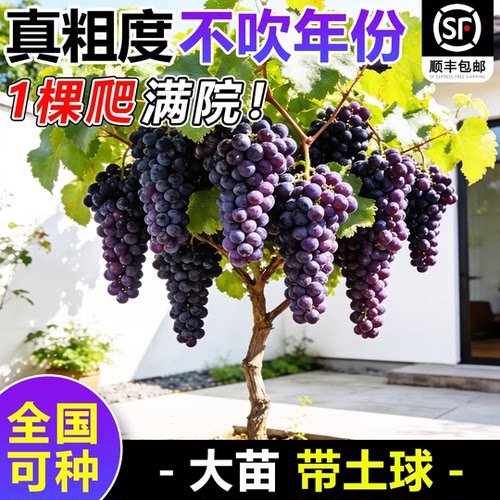 特大葡萄苗盆栽老桩南北可种