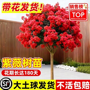 红火箭苗紫薇树苗庭院绿化名贵花地栽百日红耐寒耐旱树种庭院路边