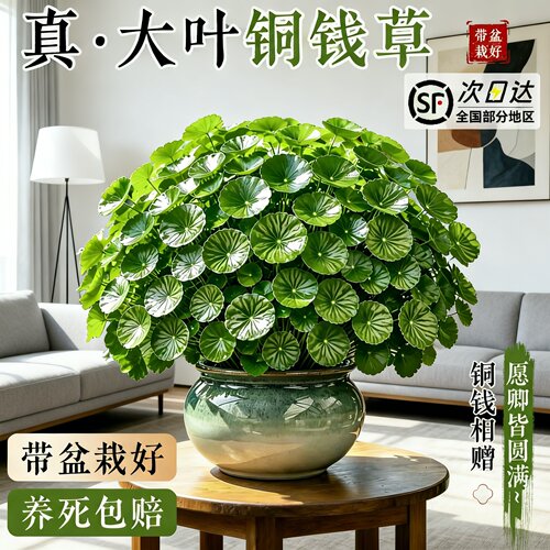 大叶铜钱草老桩盆栽四季常青