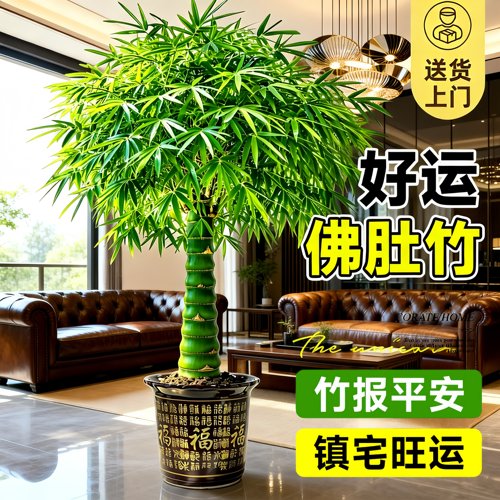 佛肚竹老桩盆栽落地常青旺运