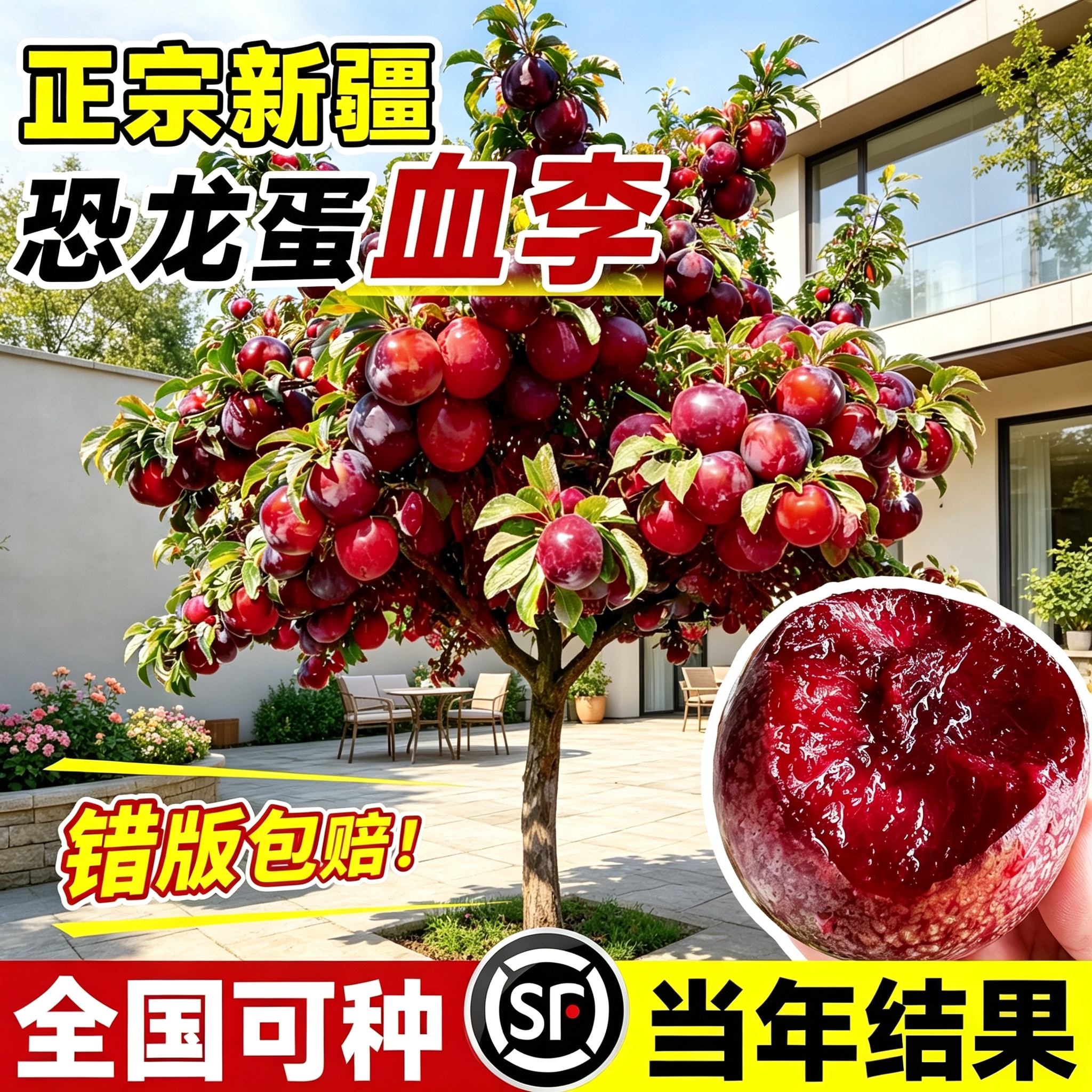 恐龙蛋血李子苗嫁接南北可种图片