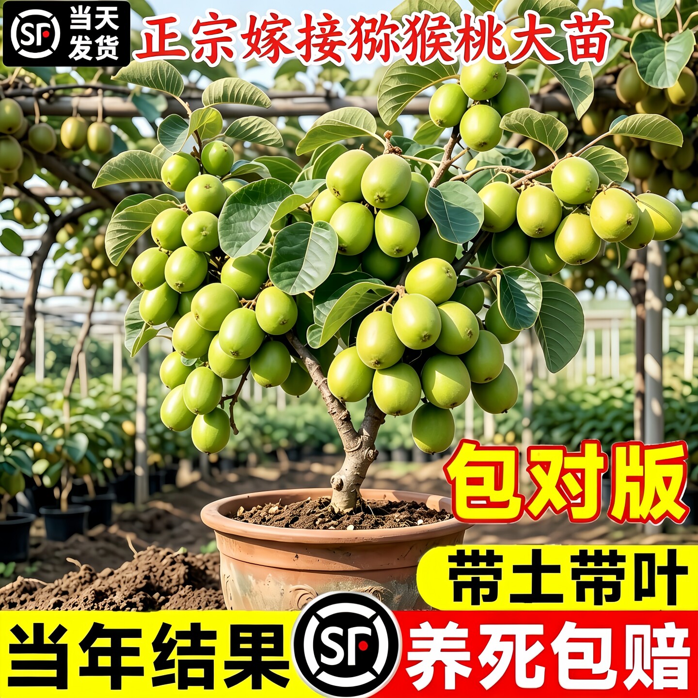 软枣猕猴桃树苗当年结果好养图片