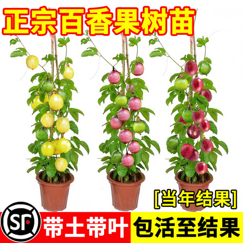黄金百香果树百香果苗