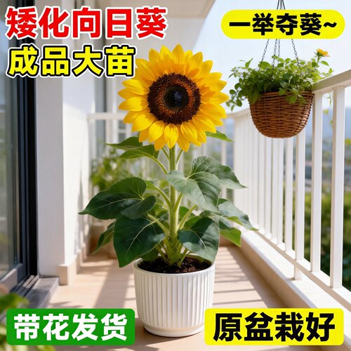 矮生向日葵苗可食用盆栽带花